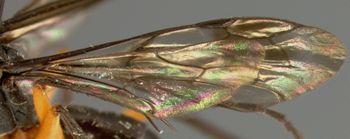 Media type: image;   Entomology 26645 Aspect: wing